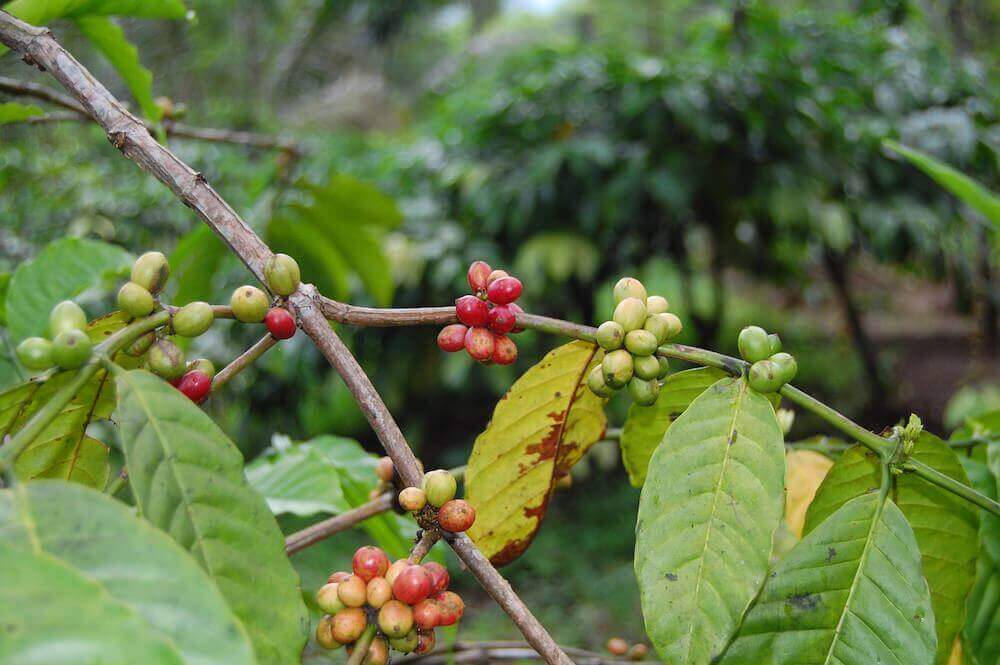 Plantation